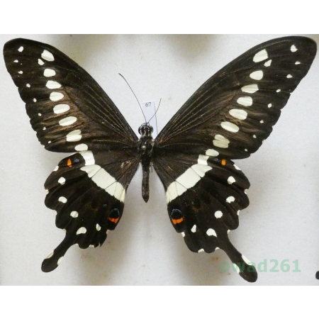 Papilio lormieri Distant, 1874 C.A.R. 112mm67